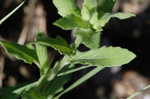 Cutleaf evening-primrose